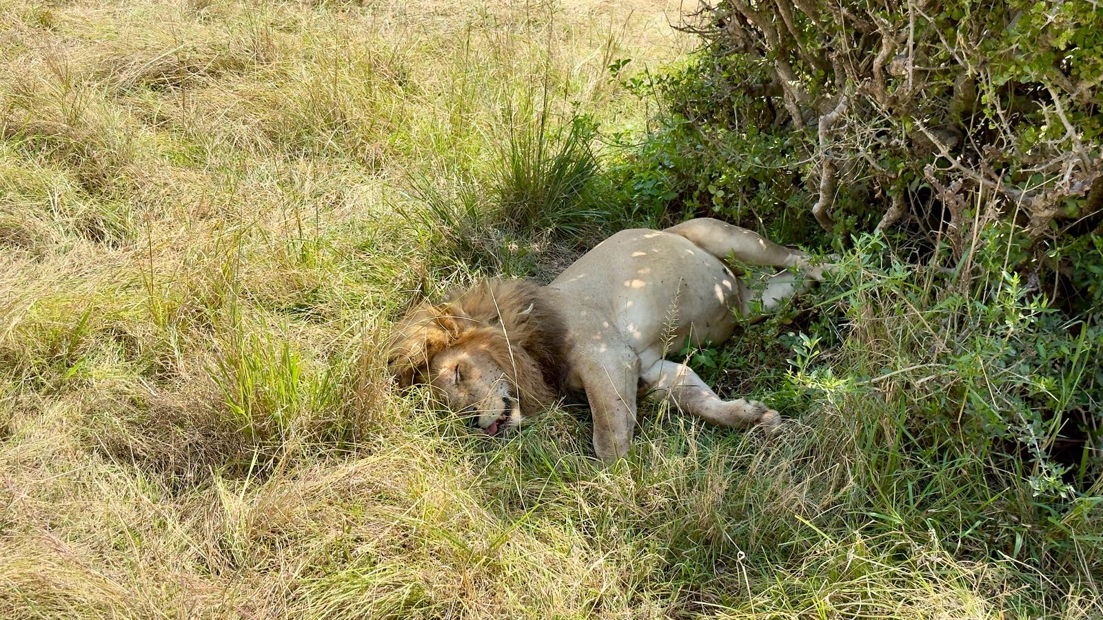 7 days Amboseli,  Lake Naivasha, Lake Nakuru and Masai Mara 