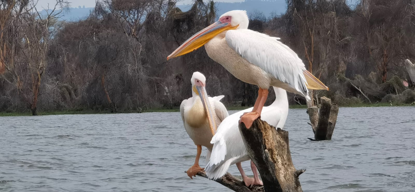 3-Days Lake Nakuru and Lake Naivasha