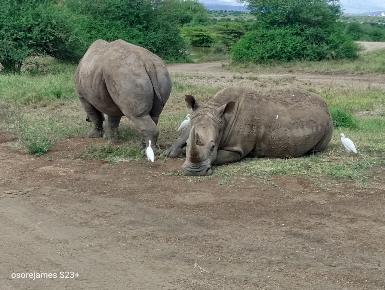 5-Days Maasai Mara and Lake Nakuru and Lake Naivasha  